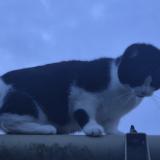 Picture of cat lost at Tour En Bessin