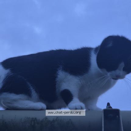 Photo 1/1 Venus Chat lost in Tour en bessin