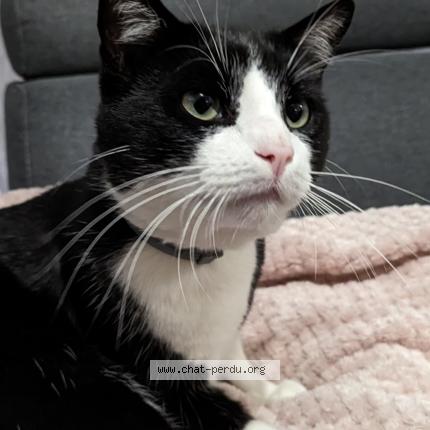 Photo 1/1 Fushi Chat lost in St etienne du rouvray