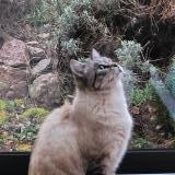 Picture of cat lost at Pibrac