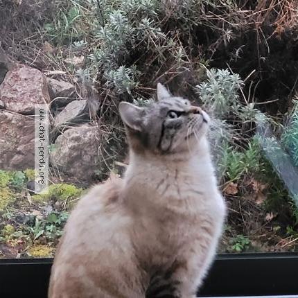 Photo 1/1 Billy Chat lost in Pibrac