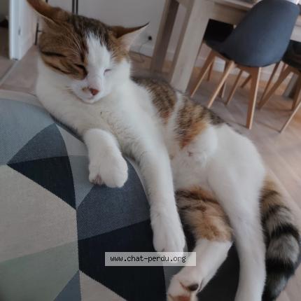 Photo 1/1 Simba Chat lost in Charnay les macon