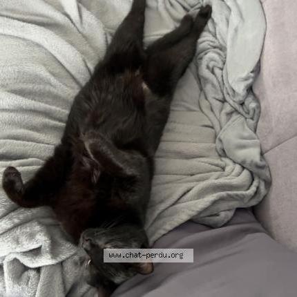 Photo 1/1 Noopy Chat lost in Bas en basset