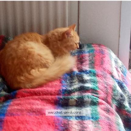 Photo 1/1 Am&eacute; Chat lost in Ferrieres