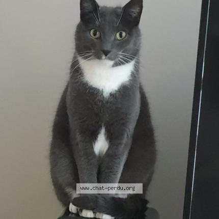 Foto 1/1 Kat teruggevonden Vermist in Liege