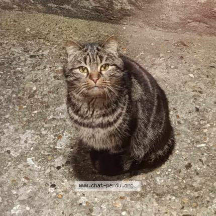 Photo 1/1 Found cat Found in Moussy