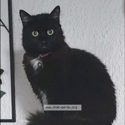 Photo 1/1 Bébé Chat lost in Wizerne