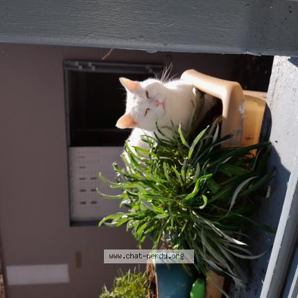 Photo 1/1 Jeannot Chat lost in Noyon