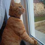 Picture of cat found at Rouen