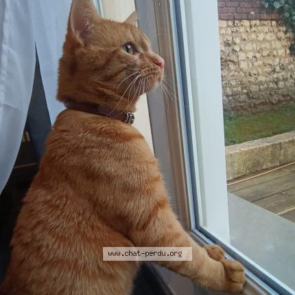 Photo 1/1 Cat reunited Found in Rouen