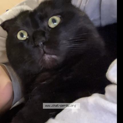 Photo 1/1 Mousse Chat lost in Nice