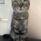 Picture of cat lost at Mitry Mory