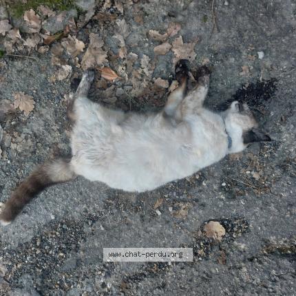 Photo 1/1 Found cat Found in Cruviers lascours