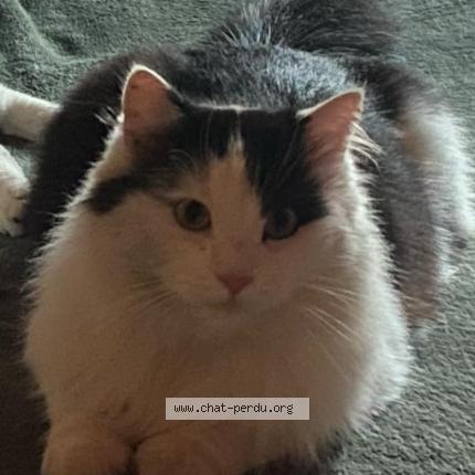 Foto 1/1 Kat teruggevonden Vermist in Liege