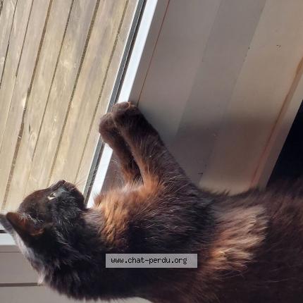 Photo 1/1 Zoe Chat lost in Charleville mezieres