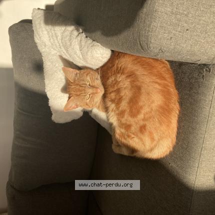 Photo 1/1 Chaton Chat lost in Calais