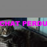 Picture of cat lost at Mont De Marsan