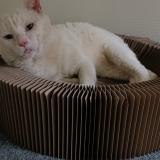 Picture of cat lost at La Bonneville Sur Iton