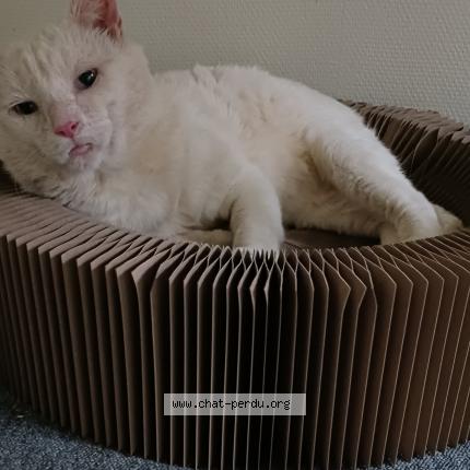 Photo 1/1 Sanka Chat lost in La bonneville sur iton