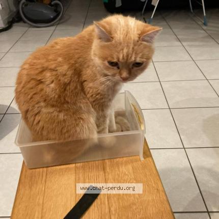 Photo 1/1 Lili Chat lost in Houville la branche