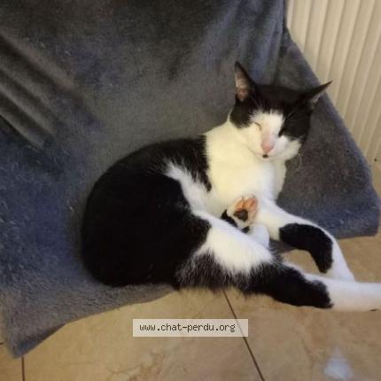 Photo 1/1 ZÉLIO Chat lost in Nogent