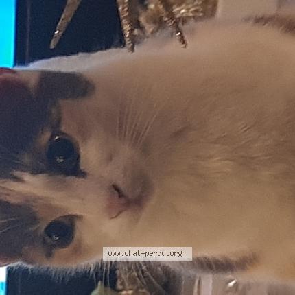 Photo 1/1 Lola Chat lost in 83400 hyeres plage