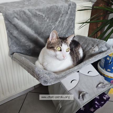 Photo 1/1 tom Chat lost in Zellik