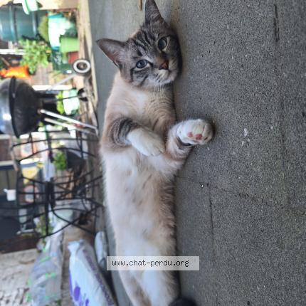 Photo 1/1 Miho Chat lost in Jette