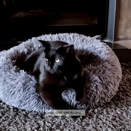 Photo 1/1 Bob Chat lost in Amancy