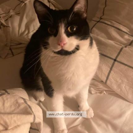 Photo 1/1 Tetris Chat lost in Marseille