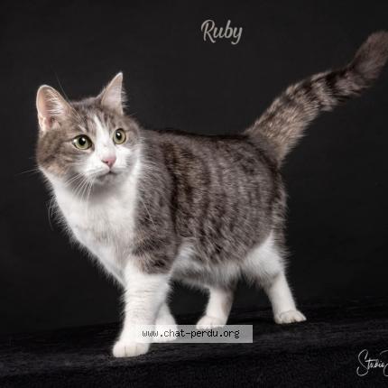Photo 1/1 ruby Chat lost in Saint germain sur ay