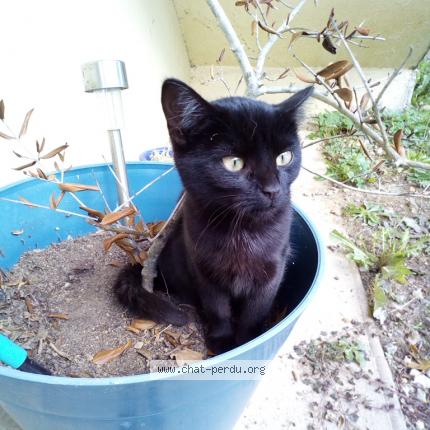 Photo 1/1 Neuneuille Chat lost in Radenac