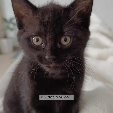 Foto van vermiste kat in Fleurus