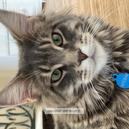 Foto 1/1 Wiedergefundene Katze Verloren in Zurich Witikon