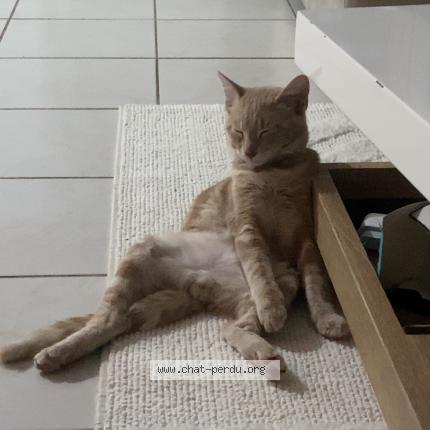 Photo 1/1 Caramel Chat lost in Sorgues