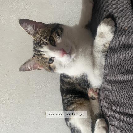 Photo 1/1 Tsuki Chat lost in Aulnay sous bois