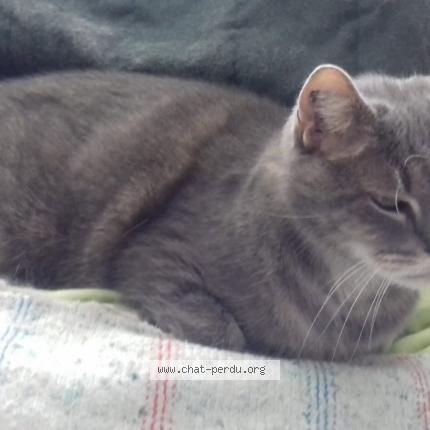 Photo 1/1 EDEN Chat lost in Saint cyr sur loire