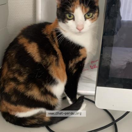 Photo 1/1 Roquette Chat lost in Olivet orleans