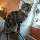 Picture of cat lost at Pleine Selve