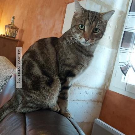 Photo 1/1 Ramsès Chat lost in Pleine selve