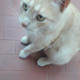 Picture of cat lost at Quilmes