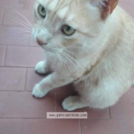 Photo 1/1 Otoño Chat lost in Quilmes