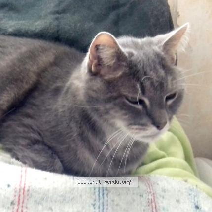 Photo 1/1 EDEN Chat lost in Saint cyr sur loire