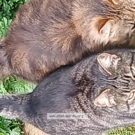 Photo 1/1 Found cat Found in Caissargues