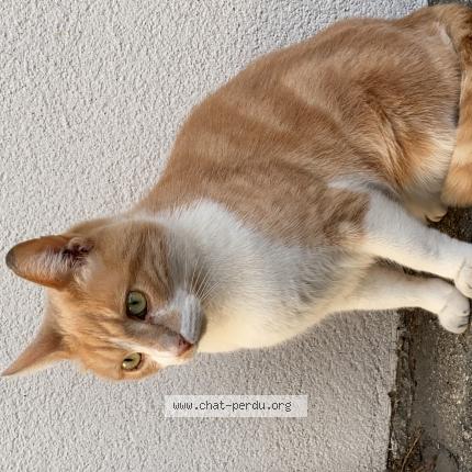 Photo 1/1 Sanka Chat lost in Montpellier