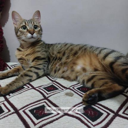 Photo 1/1 Mimi Chat lost in Bir mourad rais