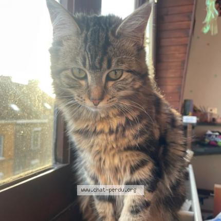 Photo 1/1 Gaia Chat lost in Croix