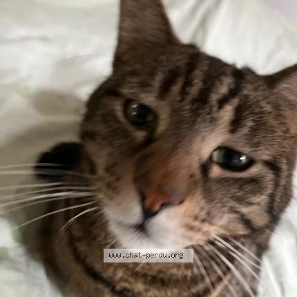 Photo 1/1 Simba Chat lost in Oberhaslach