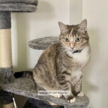 Foto 1/1 Kat teruggevonden Vermist in Woluwe Saint Pierre