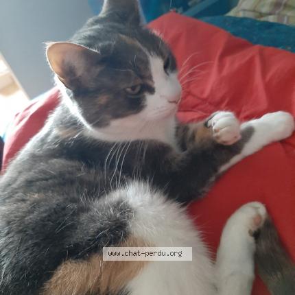 Photo 1/1 Gommette Chat lost in Servaville salmonville